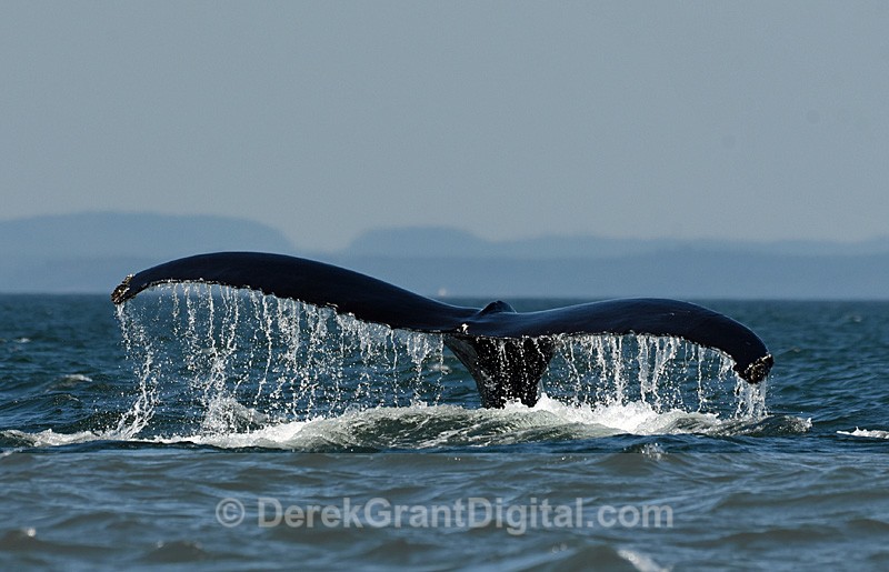 Humpback Whale Megaptera novaeangliae - Whales / Sea Mammals