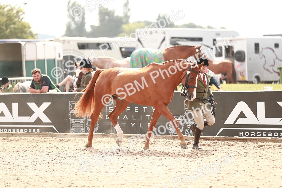 SBM_13176 - Class 208 IH Veteran Horse