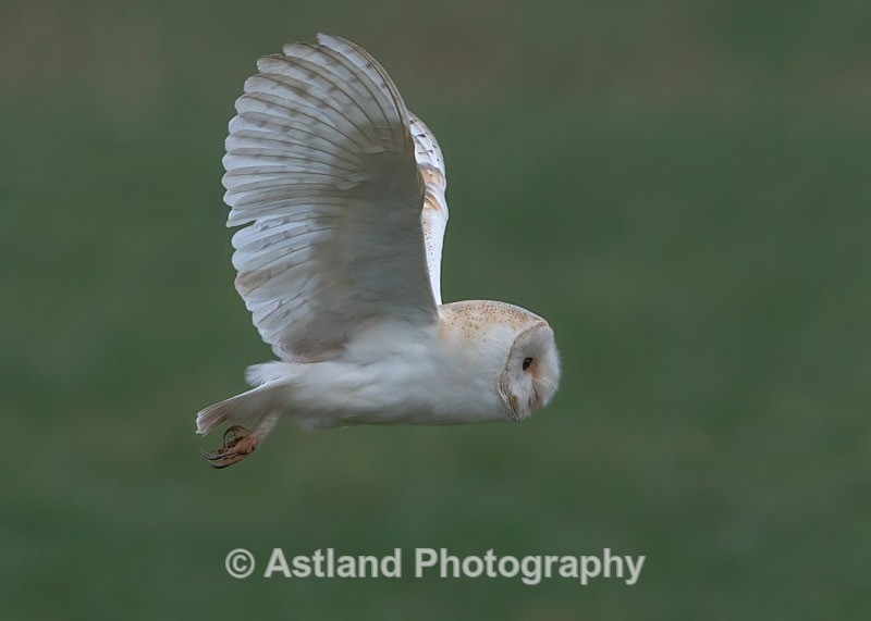 Barn Owl - Latest Images