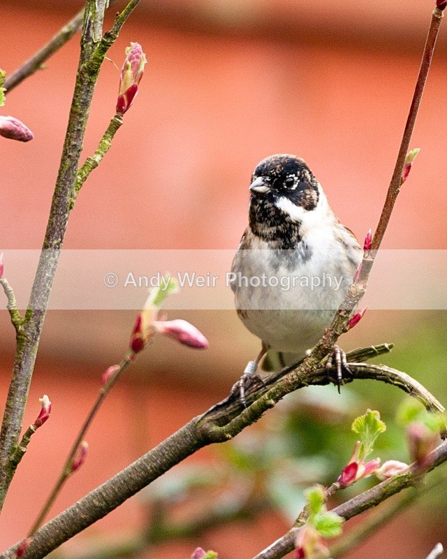 20110305-IMG_8087 - Buntings