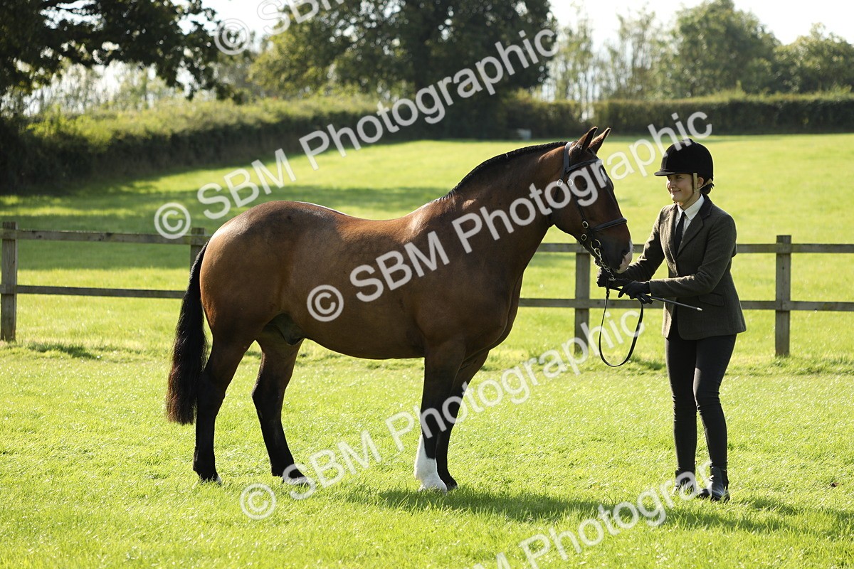 SBM_62333 - S45 - Mini Show Cob In Hand