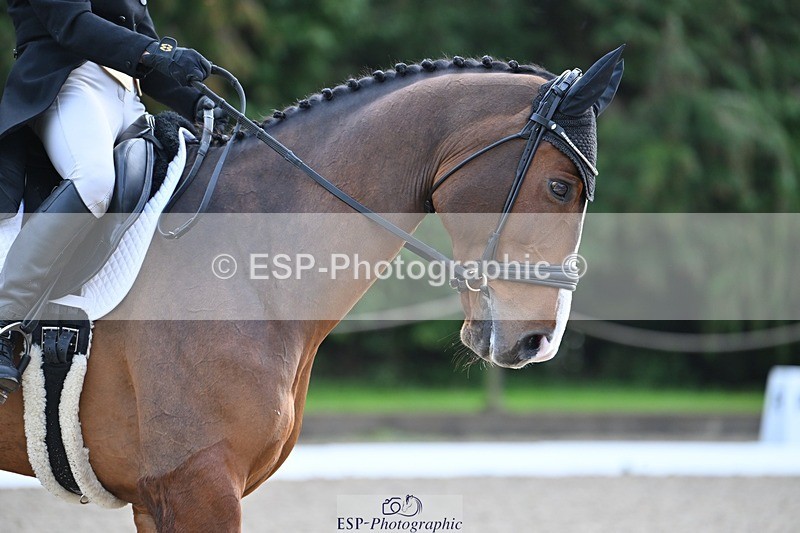 231019-110222-02025 - 105-BRIGHT.KNIGHT.III-Janet.Clarke-DR