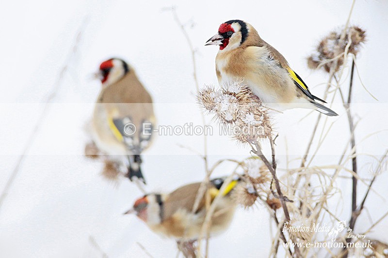 Goldfinch 200113 40 - Nature