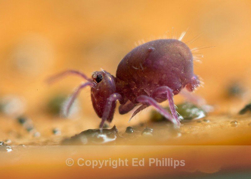 Dicyrtoma fusca - Dicyrtoma fusca