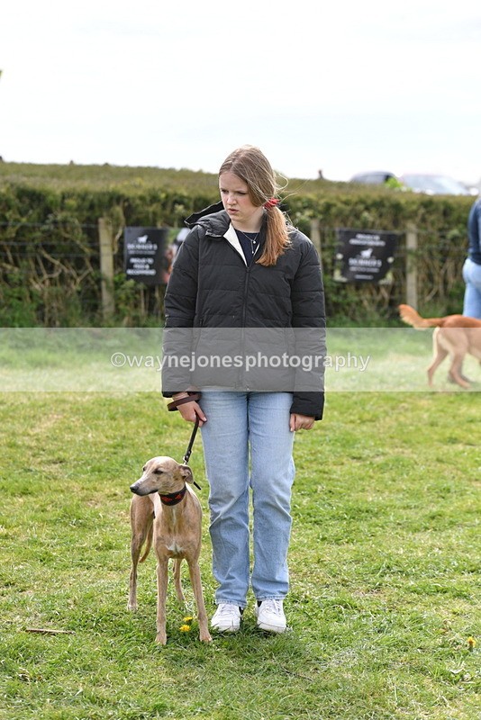 WJ5_9853 - Class 3 Most Handsome Dog