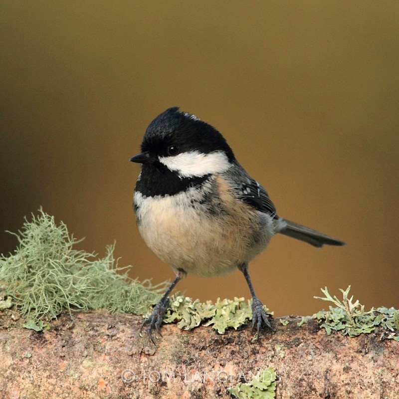 Coal Tit - All Other Birds