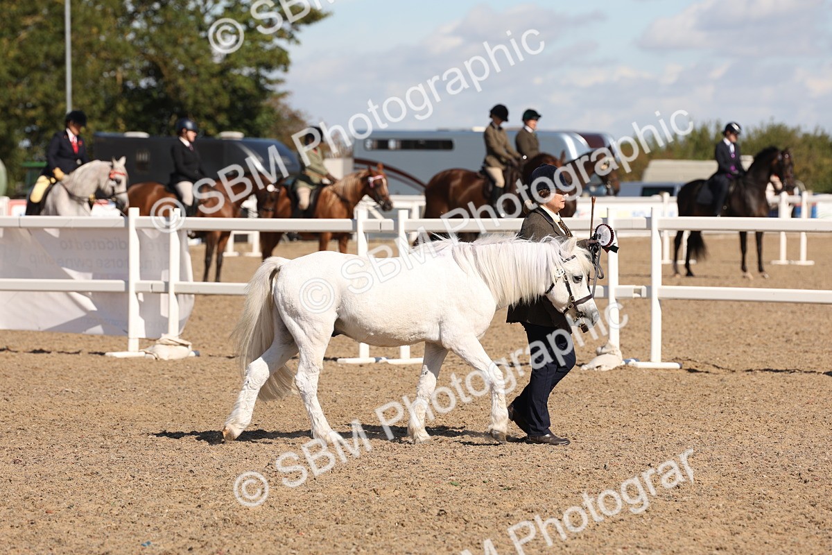 SBM_12980 - Class 206 - IH Non Show Type Pony