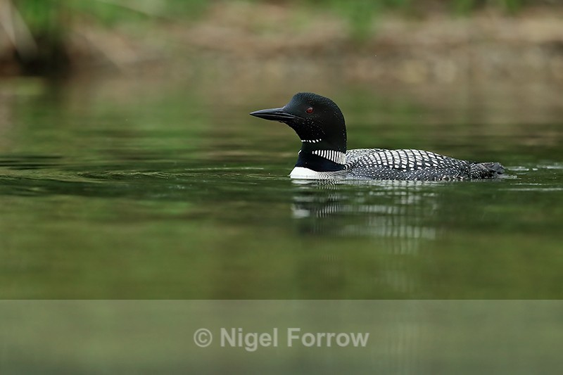 Common Loon (adult) near shore, Minnesota, USA - Great Northern Diver