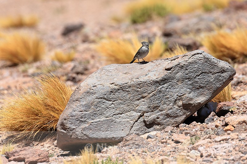 Plumbeous Sierra-Finch perched on rock, La Pacana, Chile - Plumbeous Sierra-Finch