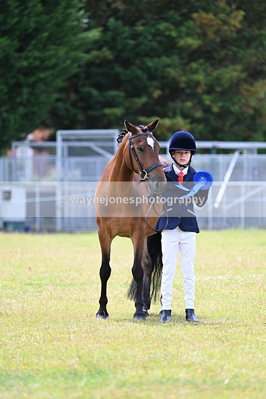 WJ7_6693 - Class 5 Handsome Gelding in hand