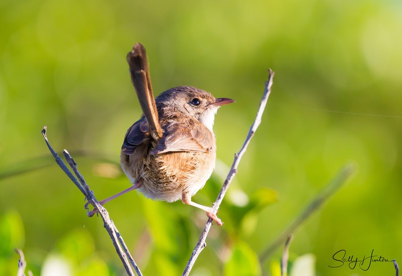 Red Wren Female 9