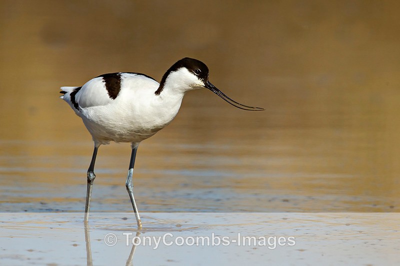 Avocet - Birds