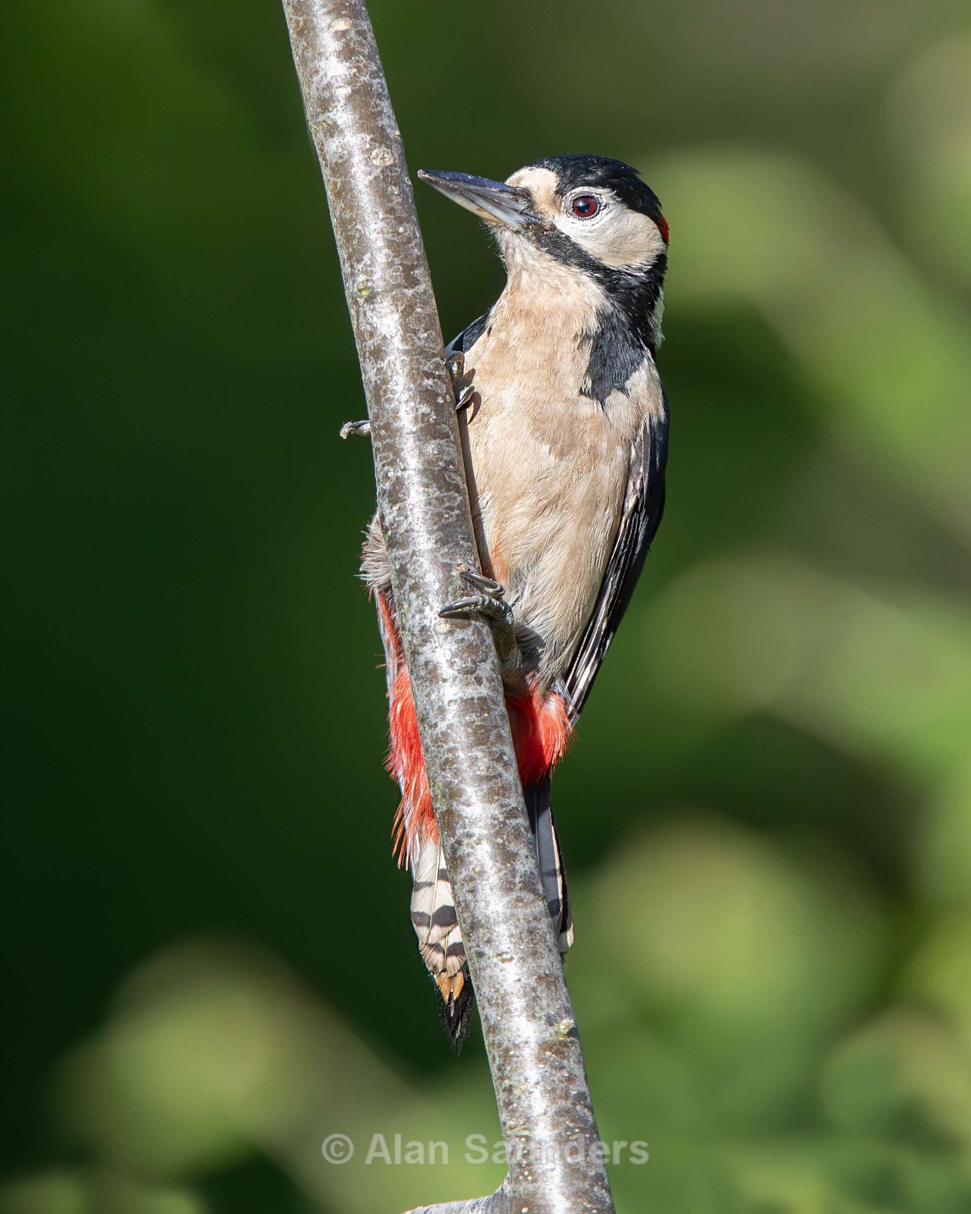 Great Spotted Woodpecker 7