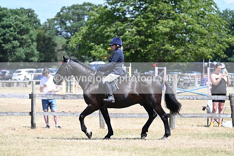 WJ7_2785 - Class 7 Riding Club Show Horse