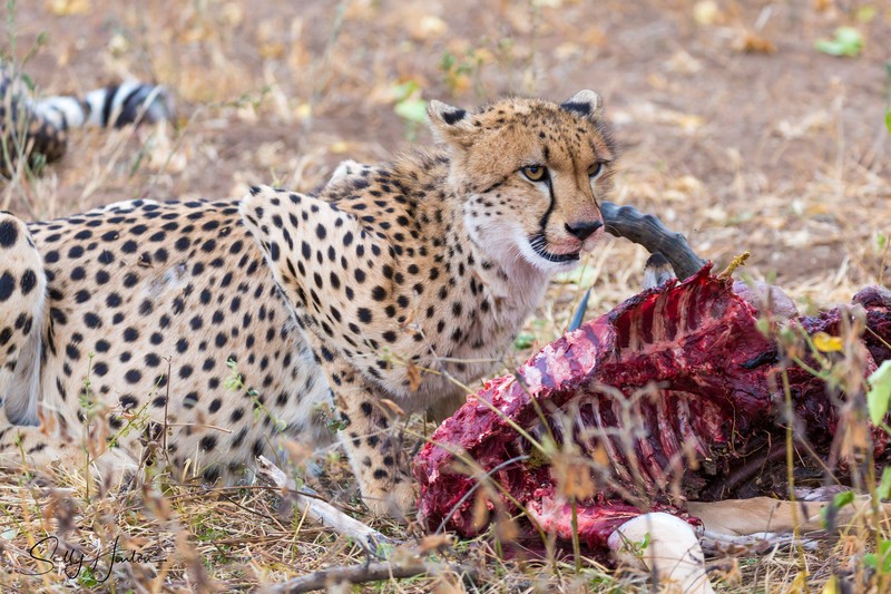 Cheetah Eating 1