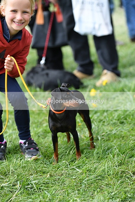 WJ5_0568 - Class 7 Best Terrier