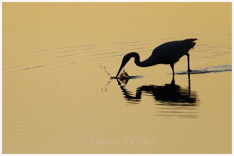 Little Egret Fishing at Sunrise - Latest Work