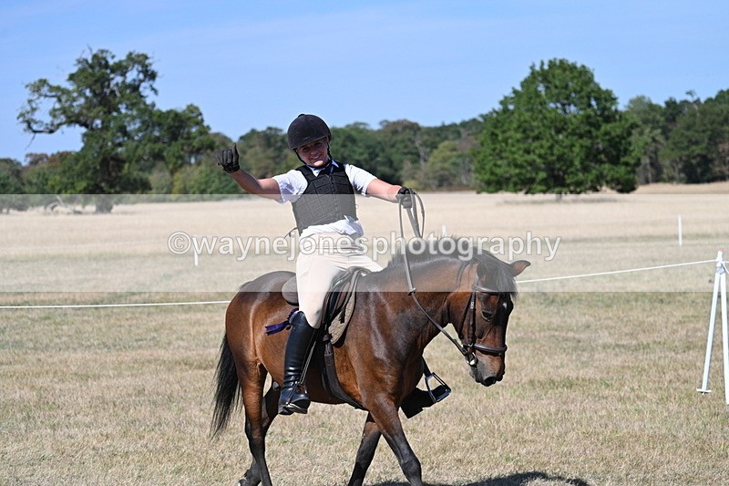 WJ7_1765 - Class 42 Most Handsome Gelding