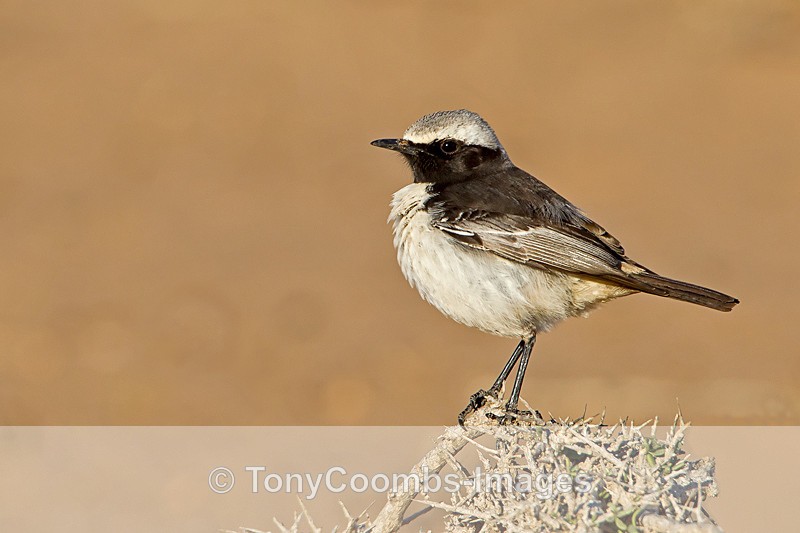 Red-rumped Wheatear - Foreign Selection