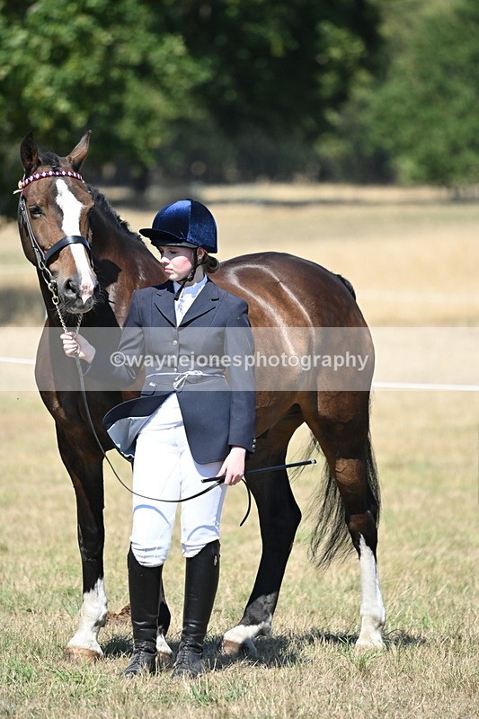WJ6_8689 - Class 37b Best Loan Pony In-hand