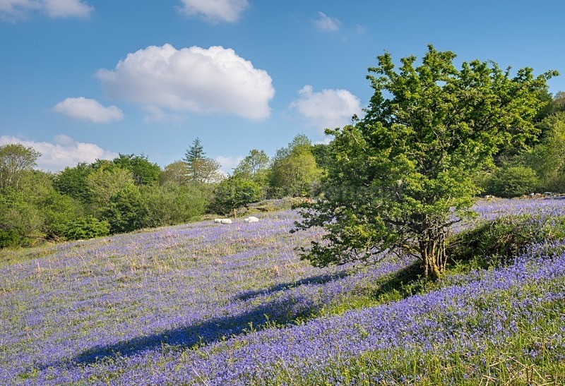 MF1_4882 - Donegal Town & Lough Eske