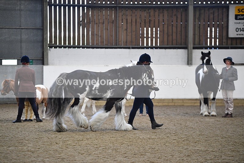 WJ5_4684 - Class 7 In hand coloured / odd coloured