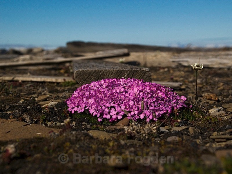 Moss campion 0858 - Summer time