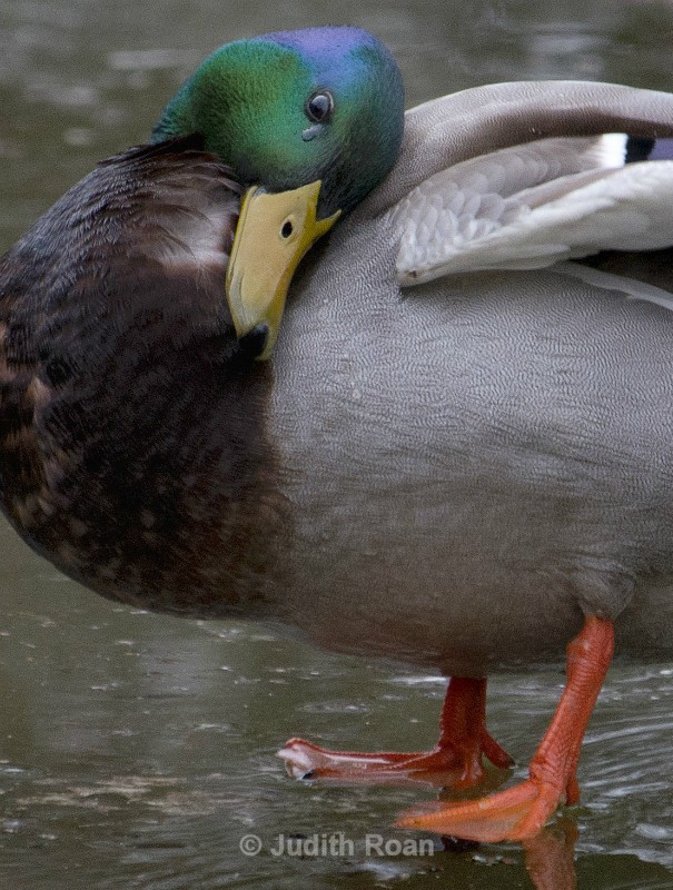 Mallard Preening - Reifel Refuge