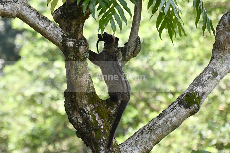 Nearly home - Singapore and Kuala Lumpur (including some wildlife)