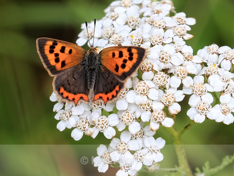 Small Copper showing upper wings on Yarrow, Arne RSPB Nature Reserve - INSECTS