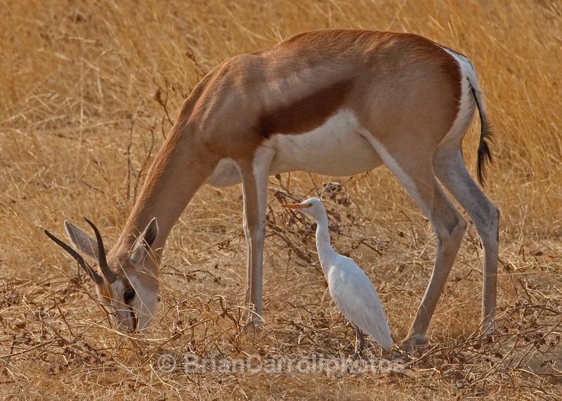  - African Safari Tour 09 Zambia, Botswana,Namibia & South Africa