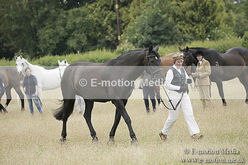 B230619-0533 - Bourne Valley Riding Club Summer Show 23/06/19