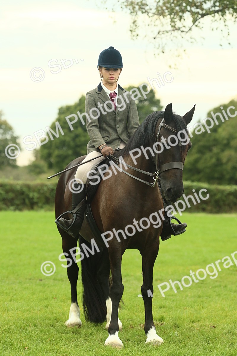 SBM_72236 - S60 - Mountain & Moorland Ridden Large Breeds