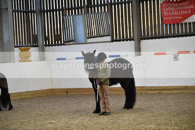 WJ5_4424 - Class 6 In hand M&M - Large Breeds