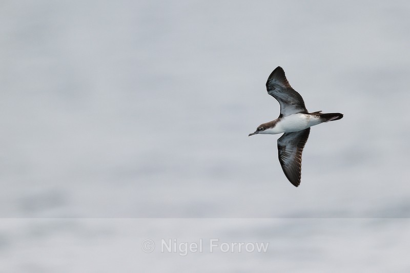 Galapagos Shearwater flying, Champion Islet, Floreana, Galapagos - Galapagos Shearwater