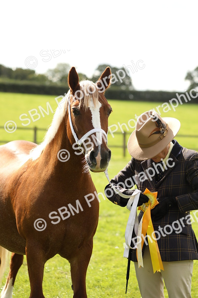 SBM_65536 - S47 - Mountain & Moorland In Hand Large Breeds