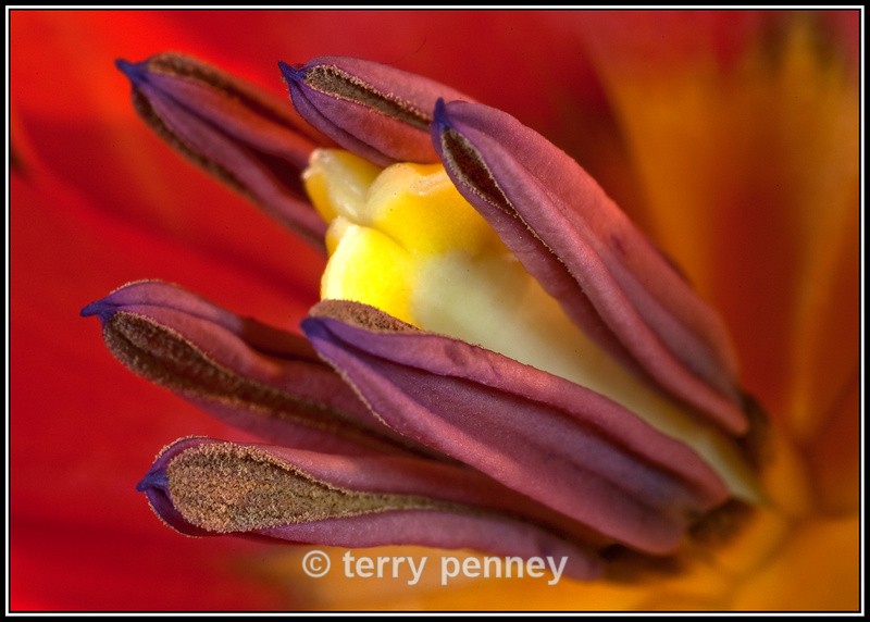 Tulip 3 - Plants, Flowers & Trees