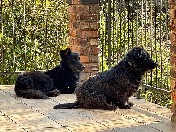 The 2 New Loves Of My Life! - NEW GALLERY AS A SOUTH AFRICAN RESIDENT