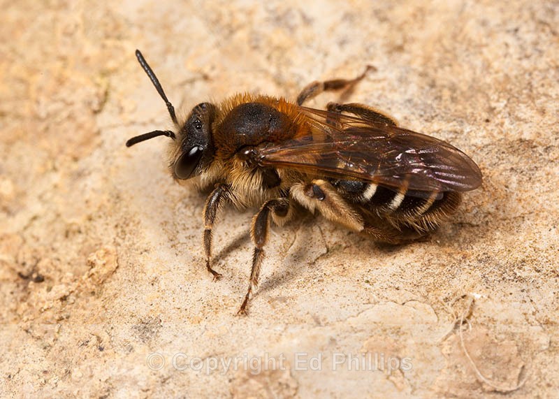 Andrena dorsata (f) - Andrena dorsata