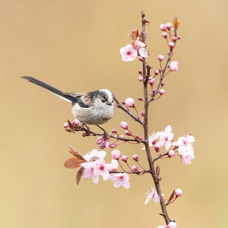 Spring LLT - Greeting Cards