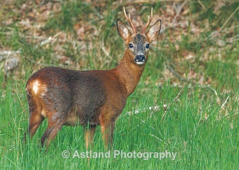 Roe Deer - Latest Images