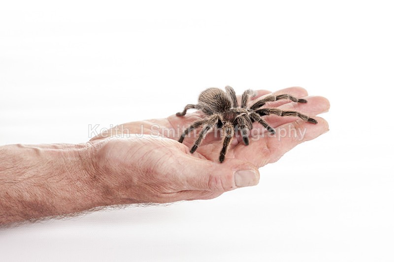 2SKJ8888 - Roaming Reptile Show. II
