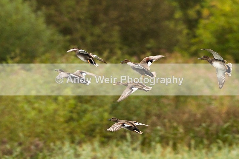 20121001-_MG_0532 - Gadwall