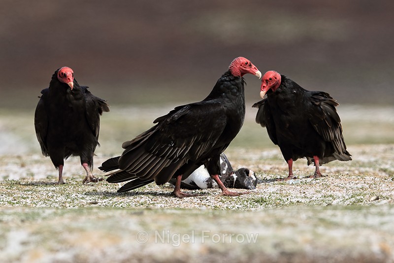 Turkey Vultures gather round dead penguin, Volunteer Point, Falklands - Turkey Vulture