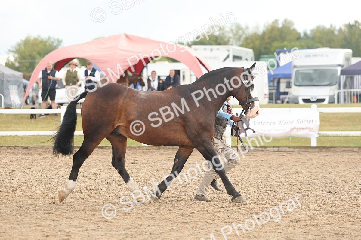 SBM_07893 - Class 28 - IH Veteran Horse