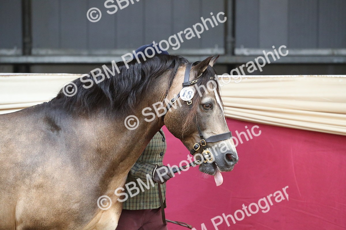 SBM_15112 - Class 501 M&M IH Supreme Final