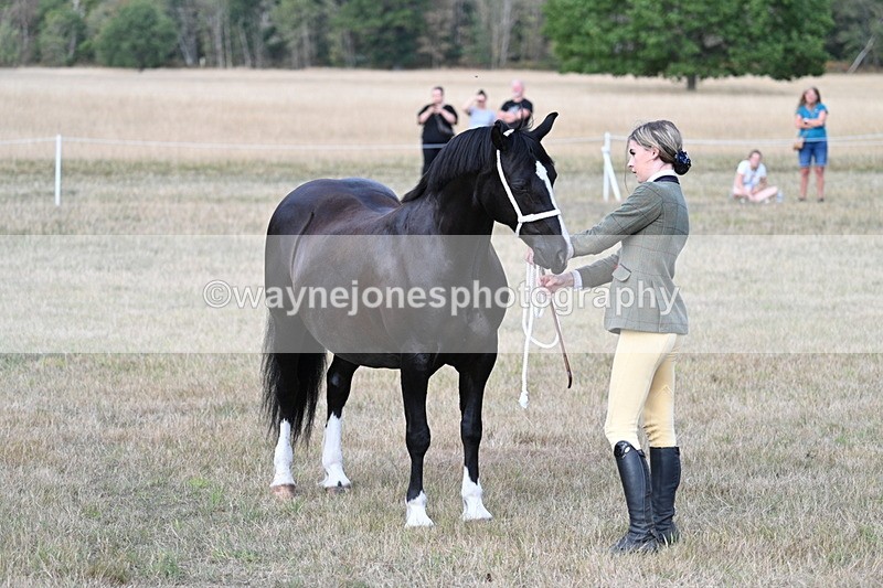 WJ7_8314 - In-hand Championship