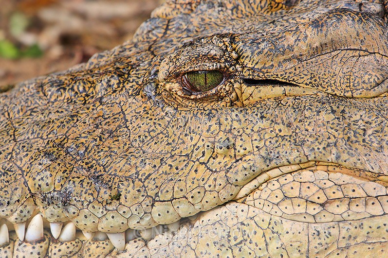 Close-up of Nile Crocodile head - REPTILES & AMPHIBIANS