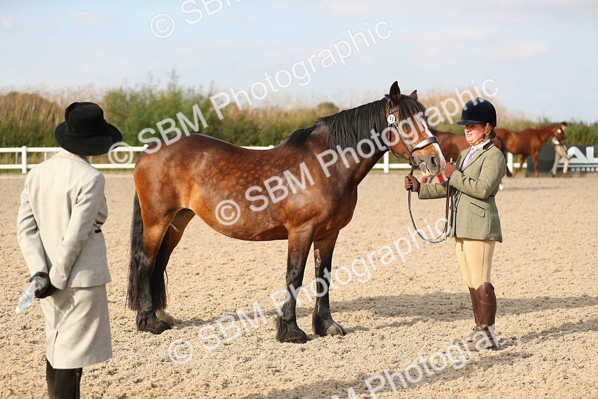 SBM_08622 - Class 28 - IH Veteran Horse