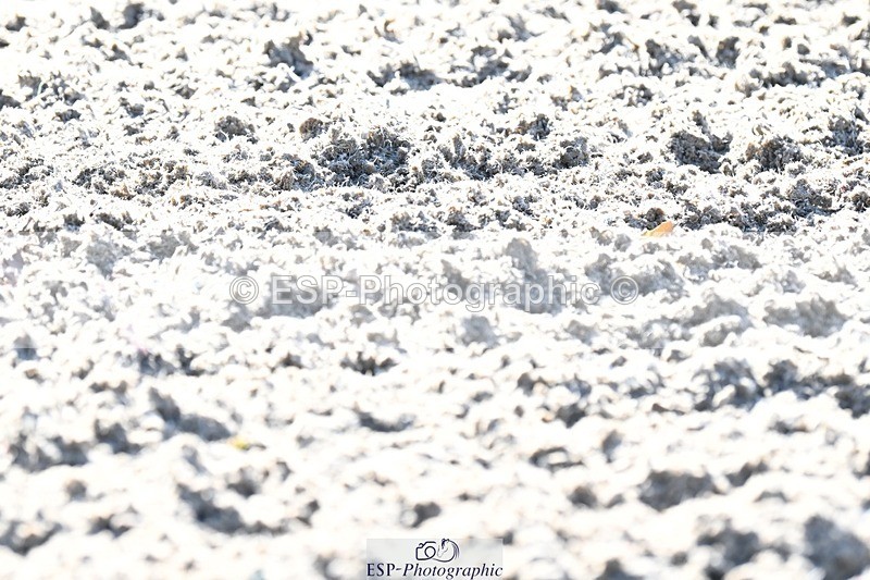 231110-120747-00591 - Cls 3 Novice 22